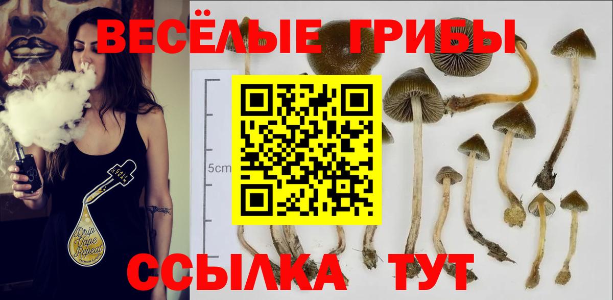 Галлюциногенные грибы прущие грибы Новоалександровск